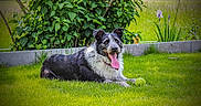 Lucky participe au concours pour gagner de l'argent avec cette photo : dog, animal, pet, grass, tennis_ball, outdoor, greenery, leafy_bush, flower, nature, happy, tongue_out, lying_down, summer, playful, canine, sunlight, garden, relaxed, muzzle