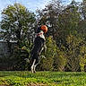 Lucky participe au concours pour gagner de l'argent avec cette photo : active, animal, backyard, ball, catch, collar, daylight, dog, fun, grass, greenery, jumping, leaping, motion, nature, outdoor, pet, play, sky, trees