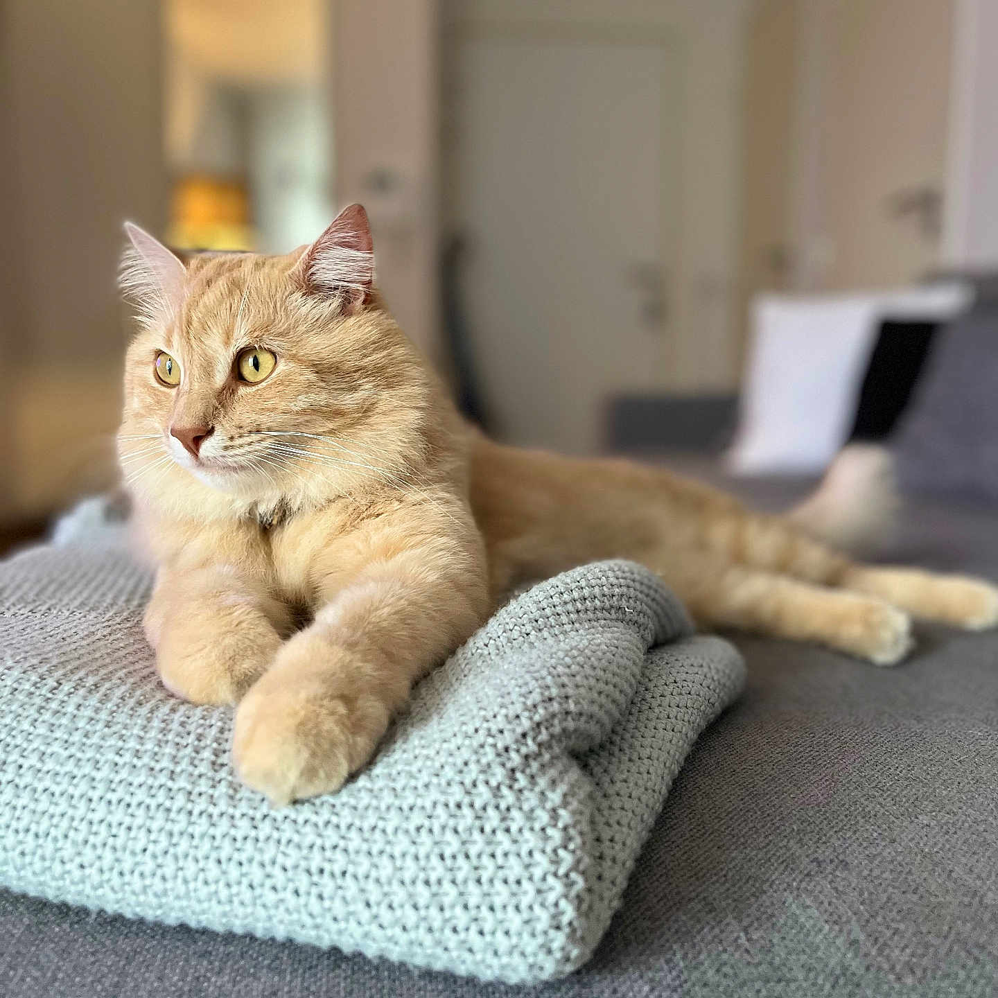Hyppolite a rejoint le concours — aidez-le/la à gagner de superbes lots ! abyssinian, angora, animal, blanket, canine, cat, couch, cushion, dog, furniture, homedecor, indoors, interiordesign, kitten, manx, person, pet, pillow, sleeping