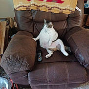 Momma Kitty joined the competition — help win amazing prizes! blanket, brown, carpet, cat, chair, comfortable, cozy, feline, furniture, home, indoor, living_room, pet, plush, recliner, relaxing, remote_control, sitting, tabby, white