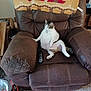 blanket, brown, carpet, cat, chair, comfortable, cozy, feline, furniture, home, indoor, living_room, pet, plush, recliner, relaxing, remote_control, sitting, tabby, white