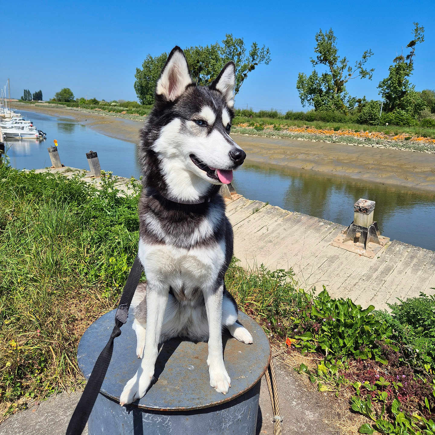 Hinata participe au concours pour gagner de l'argent avec cette photo : dog, siberian_husky, animal, pet, outdoor, river, dock, metal_barrel, greenery, blue_sky, sunny_day, leash, grass, trees, water, nature, canine, portrait, happy, tongue_out