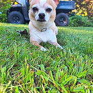 Rex is registered to the contest to win money with this photo: dog, chihuahua, grass, outdoor, vehicle, greenery, pet, animal, nature, closeup, muzzle, ears, collar, daylight, blurred_background, four_legged, canine, relaxing, park, small_dog
