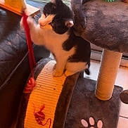 Calista a rejoint le concours — aidez-le/la à gagner de superbes lots ! cat, black_and_white_cat, scratching_post, cat_toy, string, paw_print, indoor, pet, playful, feline, wooden_deck, cushioned_perch, animal_toy, floor_tile, window, pet_accessory, home_interior, furniture, pet_play, kitten
