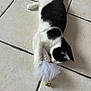 cat, black_and_white, pet, playing, toy, mesh, bells, floor, tile, indoor, animal, cute, feline, paw, lying_down, white, black, domestic_cat, fun, curious