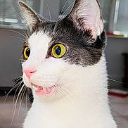 Teddy is registered to the contest to win money with this photo: animal, cat, close_up, curious, domestic_cat, ears, face, fur, grey_fur, house, indoor, looking_away, pet, pink_nose, portrait, surprised_expression, whiskers, white_fur, window, yellow_eyes