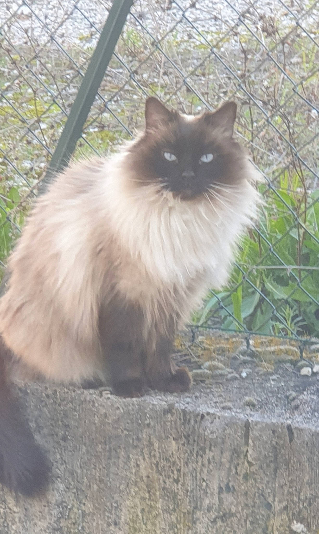 Maya