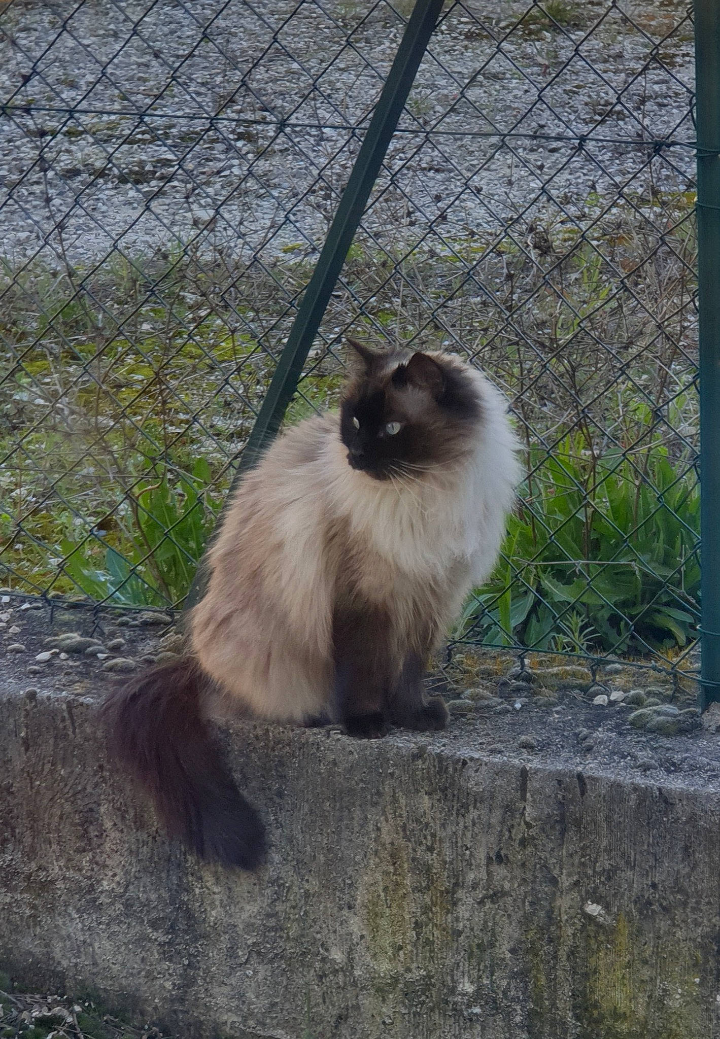 Maya participe au concours pour gagner de l'argent avec cette photo : balinese, birman, carnivore, cat, chain_link_fencing, fawn, felidae, fence, fur, grass, mesh, plant, ragdoll, siamese, small_to_medium_sized_cats, snout, tail, terrestrial_animal, whiskers, wire_fencing