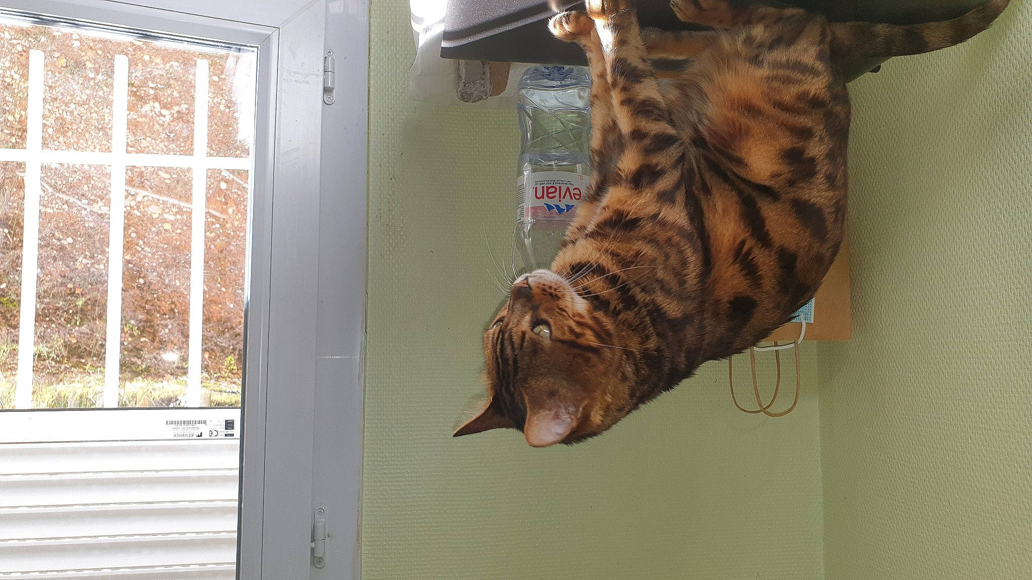 Léo a rejoint le concours — aidez-le/la à gagner de superbes lots ! big_cats, carnivore, cat, domestic_short_haired_cat, door, fawn, felidae, fur, hardwood, home_door, military_camouflage, plant, room, sash_window, small_to_medium_sized_cats, sporting_group, tail, whiskers, window, wood