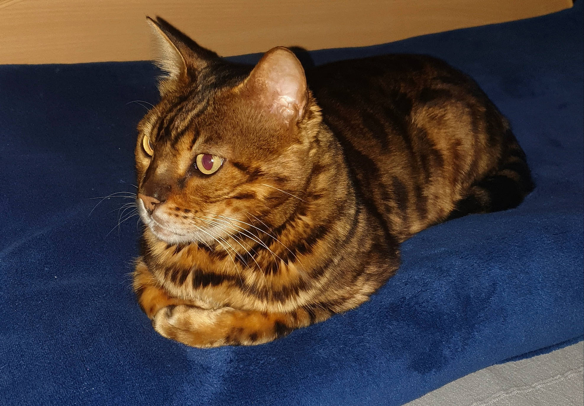 Léo a rejoint le concours — aidez-le/la à gagner de superbes lots ! carnivore, cat, cat_supply, comfort, domestic_short_haired_cat, eye, felidae, fur, paw, small_to_medium_sized_cats, tail, terrestrial_animal, whiskers
