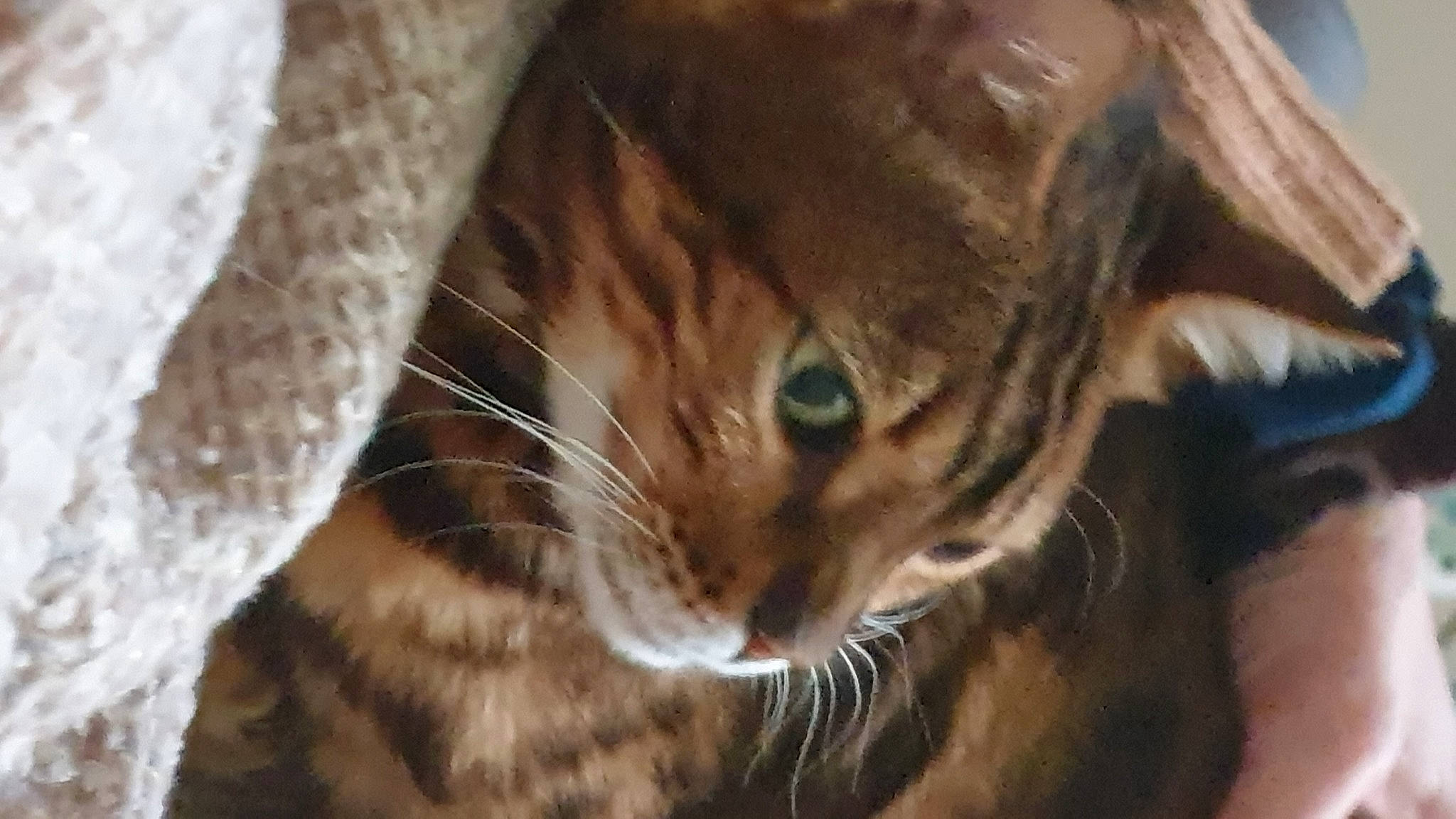 Léo a rejoint le concours — aidez-le/la à gagner de superbes lots ! carnivore, cat, claw, close_up, domestic_short_haired_cat, ear, eye, fawn, felidae, fur, human_body, paw, small_to_medium_sized_cats, snout, terrestrial_animal, tree, whiskers, wildlife, wood