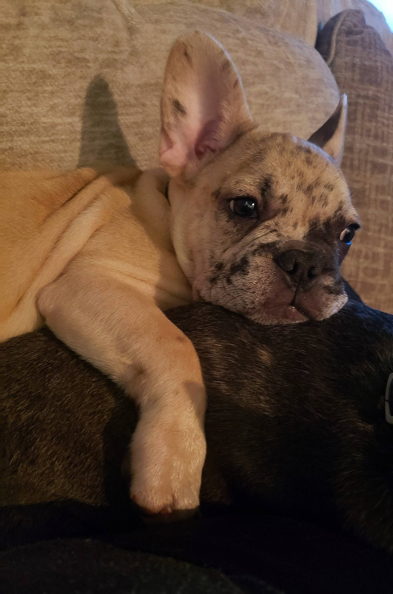 Spooky is registered to the contest to win money with this photo: bulldog, canidae, carnivore, comfort, companion_dog, dog, dog_breed, ear, fawn, head, non_sporting_group, puppy, snout, sporting_group, terrestrial_animal, toy_dog, whiskers, working_animal, wrinkle