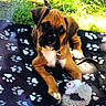 Jake joined the competition — help win amazing prizes! animal, black_muzzle, blanket, boxer, brown_dog, collar, dog, floppy_ears, grass, leash, lying_down, outdoor, paw_prints, pet, plush_toy, portrait, puppy, sitting, sunlight, toy
