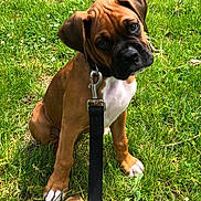 Jake joined the competition — help win amazing prizes! boxer, puppy, dog, sitting, grass, outdoor, leash, collar, brown_fur, white_chest, black_muzzle, floppy_ears, head_tilt, portrait, pet, canine, sunlight, lawn, cute, animal
