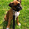 boxer, puppy, dog, sitting, grass, outdoor, leash, collar, brown_fur, white_chest, black_muzzle, floppy_ears, head_tilt, portrait, pet, canine, sunlight, lawn, cute, animal