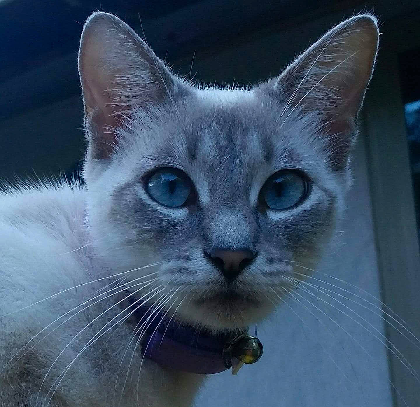 Lizzie joined the competition — help win amazing prizes! carnivore, cat, cat_supply, domestic_short_haired_cat, felidae, fur, iris, small_to_medium_sized_cats, snout, terrestrial_animal, whiskers