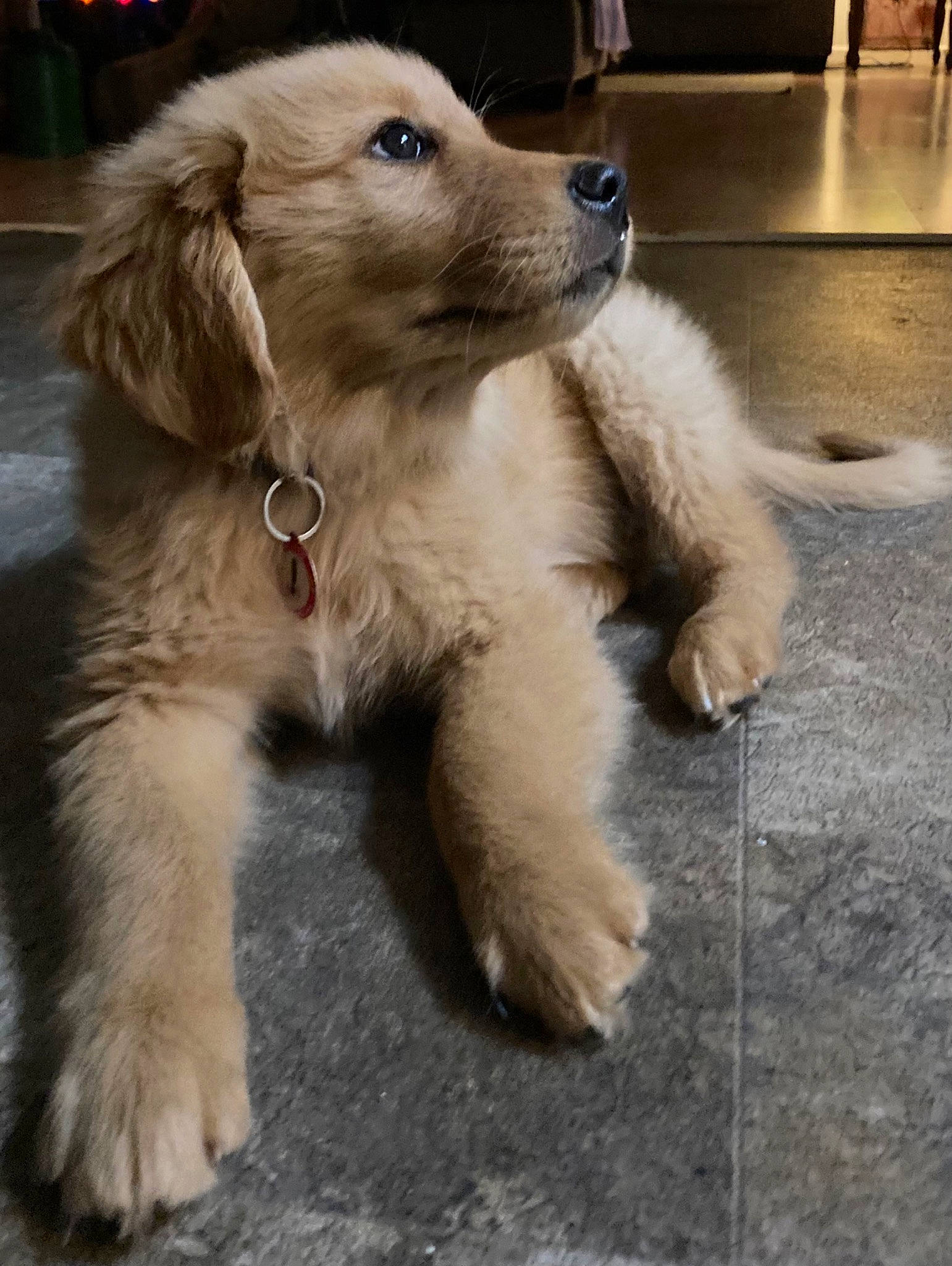 Nashville joined the competition — help win amazing prizes! ancient_dog_breeds, canidae, carnivore, companion_dog, dog, dog_breed, fang, fawn, flooring, fur, gun_dog, paw, slovakian_rough_haired_pointer, snout, sporting_group, tail, whiskers, working_animal, working_dog