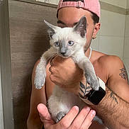 Cappu participe au concours pour gagner de l'argent avec cette photo : animal, bathroom, blue_eyes, cabinet, cap, cat, curious, earrings, furniture, hand, holding, indoor, kitten, man, person, pet, shirtless, siamese_cat, tattoo, watch