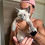 animal, bathroom, blue_eyes, cabinet, cap, cat, curious, earrings, furniture, hand, holding, indoor, kitten, man, person, pet, shirtless, siamese_cat, tattoo, watch