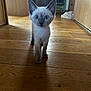animal, blue_eyes, cabinet, cat, curious, cute, door, ears, flooring, fur, home, indoor, kitten, light, pet, shadow, siamese, whiskers, wooden_floor, young