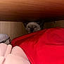 Cappu participe au concours pour gagner de l'argent avec cette photo : cat, closet, clothes, cozy, curious, ears, eyes, fabric, feline, fur, hidden, indoor, kitten, peeking, pink_cloth, red_cloth, shelving, small, soft, wood
