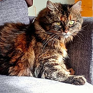 Moka a rejoint le concours — aidez-le/la à gagner de superbes lots ! cat, tabby, feline, pet, couch, furniture, indoor, relaxed, fur, whiskers, green_eyes, brown, gray, cozy, blanket, household, portrait, animal, sitting, domestic