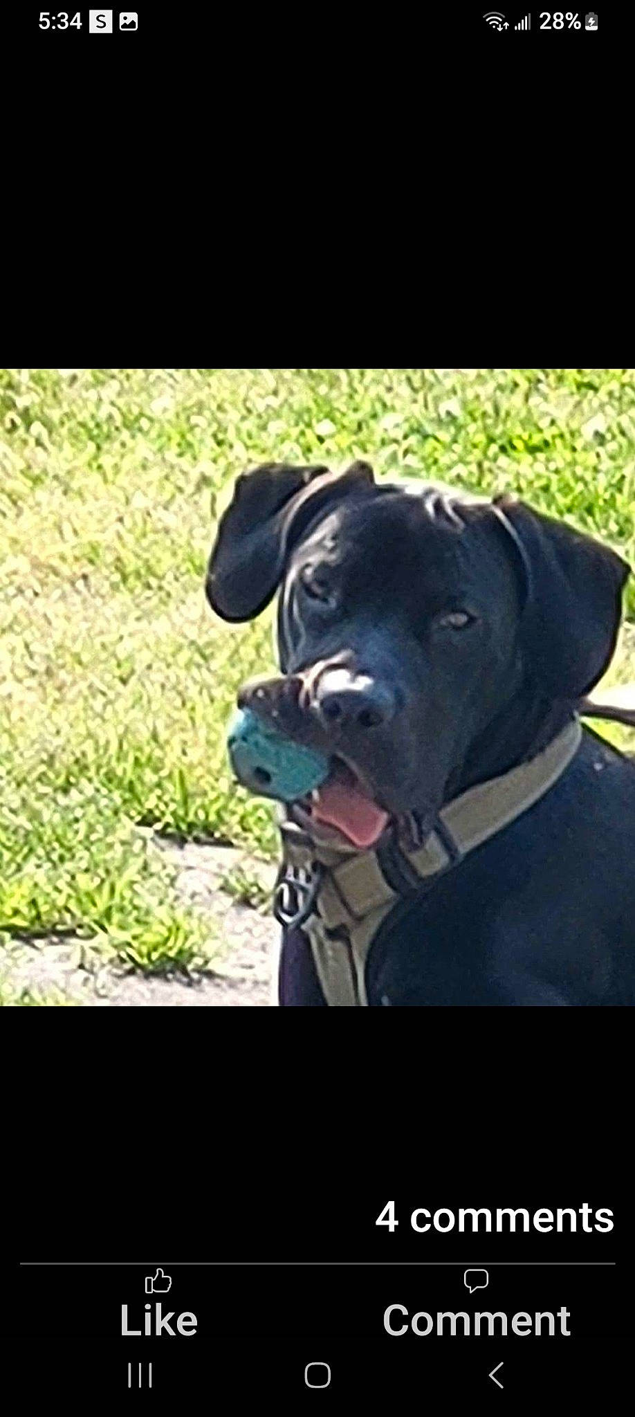 Deogee is registered to the contest to win money with this photo: carnivore, collar, companion_dog, dog, dog_breed, dog_collar, grass, non_sporting_group, pet_supply, rectangle, working_animal, working_dog