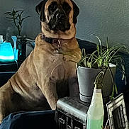 Chula joined the competition — help win amazing prizes! blue_light, brown_dog, calm, collar, couch, decor, dog, domestic, furniture, houseplant, indoor, living_room, pet, photo_frame, plant, potted_plant, relaxed, seated_dog, side_table, spray_bottle