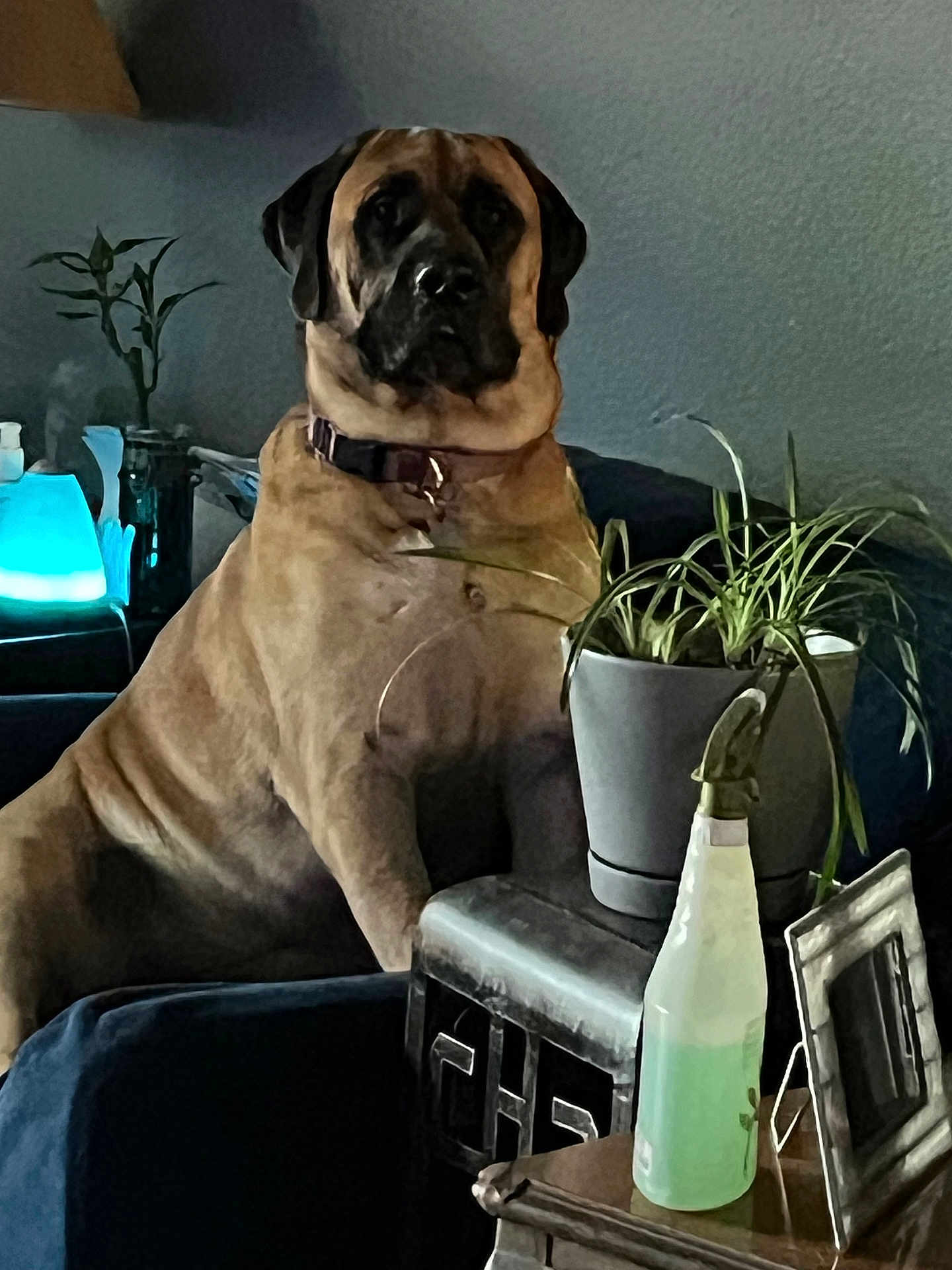 Chula
