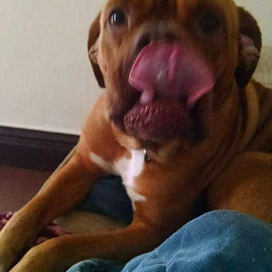 Lulu is registered to the contest to win money with this photo: