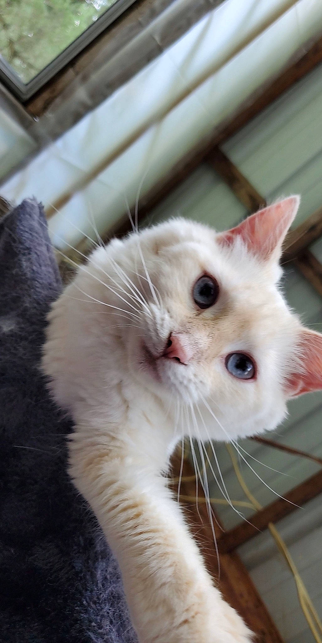 Goose is registered to the contest to win money with this photo: animal_shelter, carnivore, cat, claw, domestic_short_haired_cat, eye, fawn, felidae, fur, iris, paw, small_to_medium_sized_cats, snout, tail, whiskers