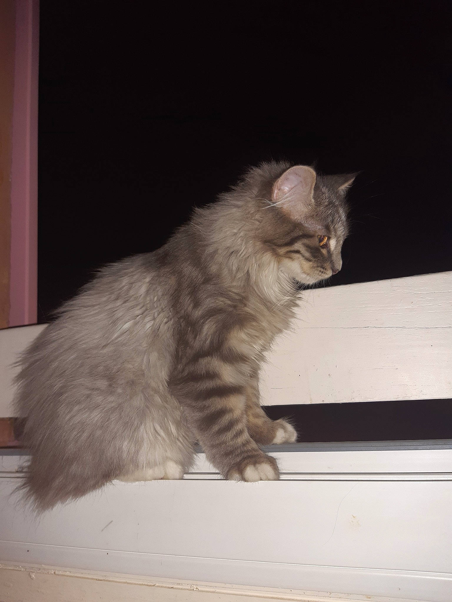 Raven a rejoint le concours — aidez-le/la à gagner de superbes lots ! asian, asian_semi_longhair, british_semi_longhair, carnivore, cat, domestic_long_haired_cat, felidae, fur, kitten, kurilian_bobtail, laperm, mammal, nebelung, norwegian_forest_cat, ragamuffin, siberian, small_to_medium_sized_cats, tail, vertebrate, whiskers