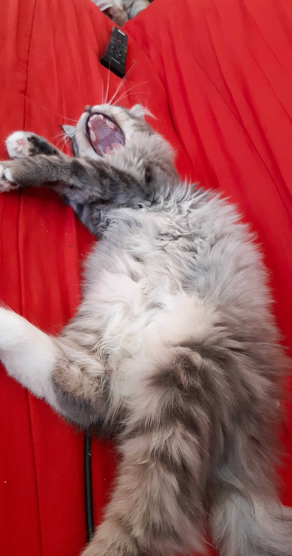 Raven participe au concours pour gagner de l'argent avec cette photo : american_curl, british_longhair, british_semi_longhair, carnivore, cat, claw, domestic_long_haired_cat, felidae, fur, kurilian_bobtail, maine_coon, mammal, norwegian_forest_cat, paw, polydactyl_cat, siberian, small_to_medium_sized_cats, tail, textile, whiskers