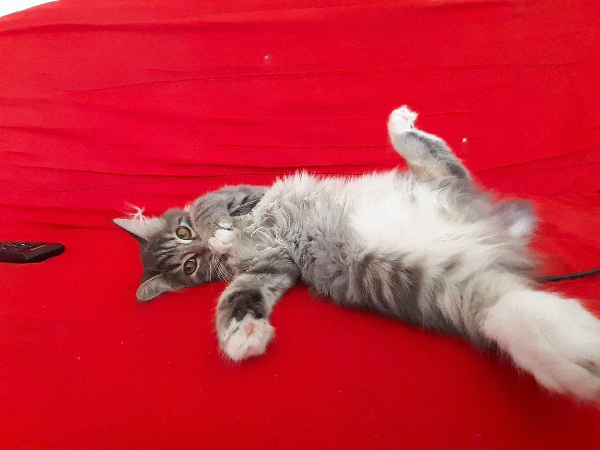 Raven a rejoint le concours — aidez-le/la à gagner de superbes lots ! british_longhair, british_semi_longhair, carnivore, cat, claw, european_shorthair, felidae, kitten, mammal, nap, norwegian_forest_cat, paw, ragamuffin, siberian, small_to_medium_sized_cats, tail, vertebrate, whiskers