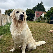 Pongo a rejoint le concours — aidez-le/la à gagner de superbes lots ! dog, golden_retriever, outdoor, grass, pet, animal, canine, fur, sitting, backyard, house, fence, cloudy_sky, nature, garden, mammal, domestic_animal, portrait, daytime, calm