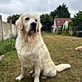 dog, golden_retriever, outdoor, grass, pet, animal, canine, fur, sitting, backyard, house, fence, cloudy_sky, nature, garden, mammal, domestic_animal, portrait, daytime, calm