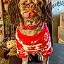 animal, cage, companion, cozy, cute, decor, dog, furniture, indoor, pet, plaid_collar, portrait, red, resting_dog, small_dog, sweater, table, tongue_out, wall_art, white