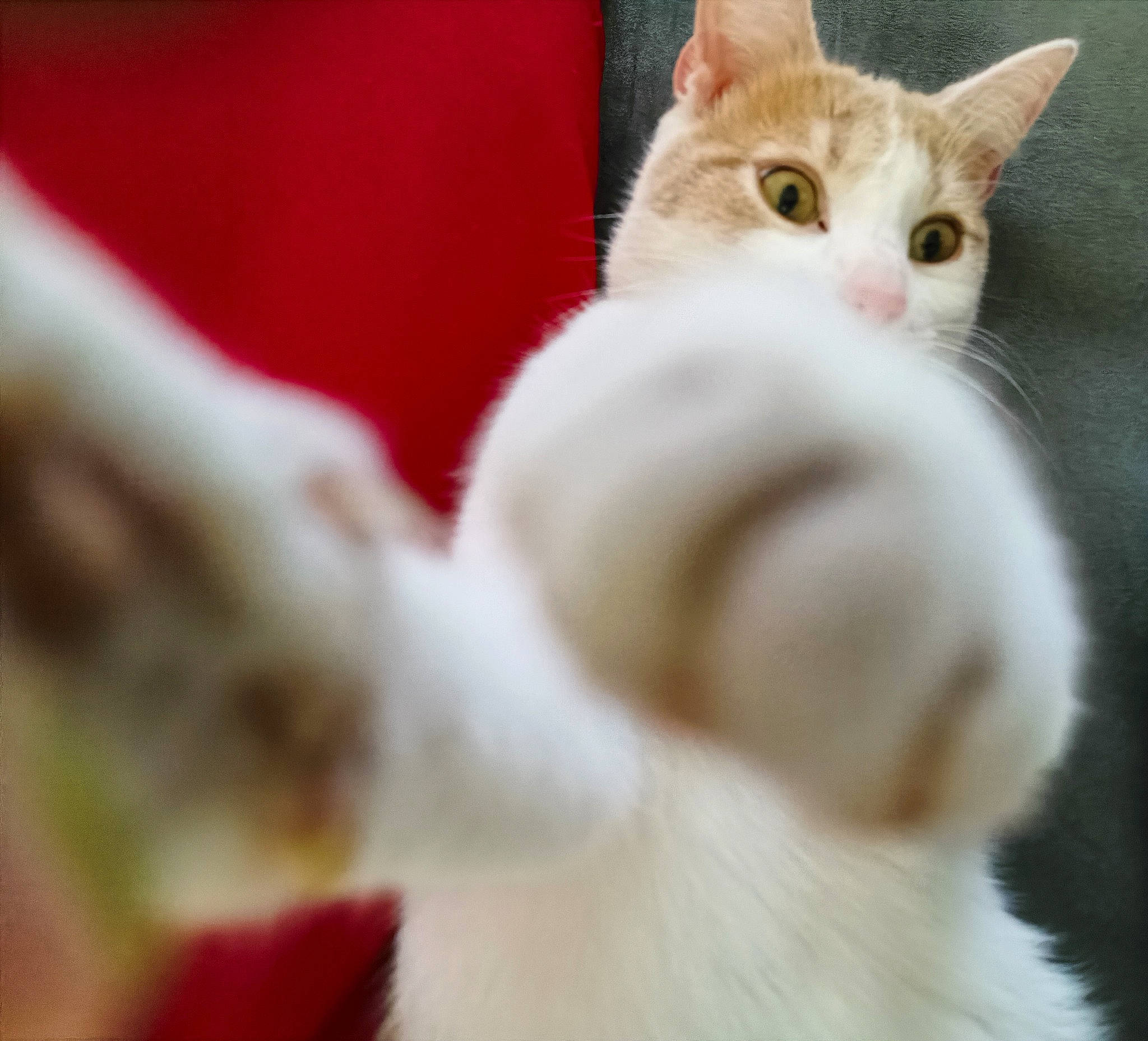 Pantoufle a rejoint le concours — aidez-le/la à gagner de superbes lots ! carnivore, cat, claw, close_up, comfort, domestic_short_haired_cat, fawn, felidae, fur, paw, petal, small_to_medium_sized_cats, snout, tail, whiskers