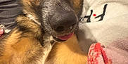 Enzo is registered to the contest to win money with this photo: dog, close_up, pet, animal, fur, face, tongue, person, hand, blanket, indoor, cozy, cute, domestic_animal, companion, brown_fur, black_fur, white_fur, canine, relaxed