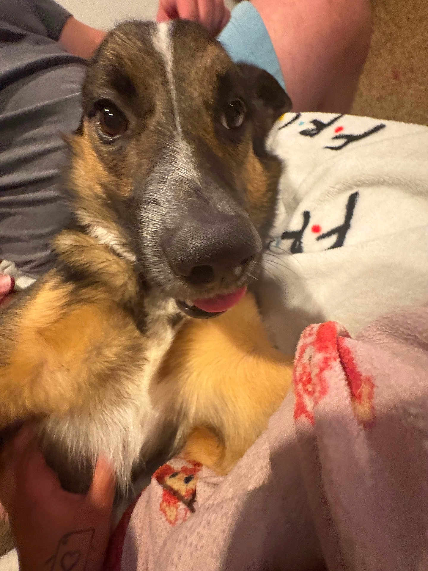 Enzo