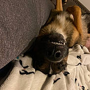 Enzo joined the competition — help win amazing prizes! dog, upside_down, blanket, couch, teeth, sleeping, cozy, fur, paw, relaxed, indoor, pet, smile, canine, snuggle, home, resting, animal, comfort, nose