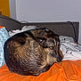 Enzo joined the competition — help win amazing prizes! dog, brown_dog, curled_up, blanket, orange_blanket, couch, pillow, indoor, pet, fur, resting, looking_back, home, cozy, animal, canine, bedroom, relaxed, soft, comfort