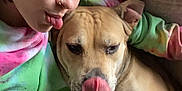 Mocha is registered to the contest to win money with this photo: person, dog, couch, purple_hair, tongue_out, tan_dog, casual_clothing, tie_dye_sweatshirt, relaxed, indoor, pet, companion, tongue, nose, blanket, resting, close_up, playful, friendship, home
