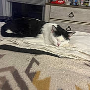 Smooches is registered to the contest to win money with this photo: animal, bedroom, black_and_white, blanket, bottle, calm, cat, container, cozy, curtains, domestic, dresser, folded_cloth, furniture, indoor, personal_items, pet, resting, sleeping, window