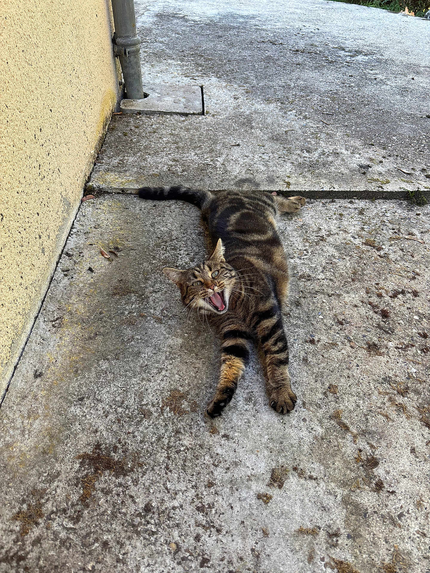 Sushi a rejoint le concours — aidez-le/la à gagner de superbes lots ! cat, tabby, concrete, wall, outdoor, animal, pet, feline, yawning, lying_down, striped, mouth_open, paw, tail, whiskers, ears, nature, ground, daylight, texture