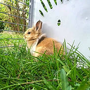 Biscotte a rejoint le concours — aidez-le/la à gagner de superbes lots !