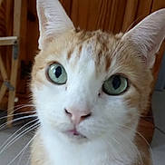 Kinette a rejoint le concours — aidez-le/la à gagner de superbes lots ! app_icons, background, cat, close_up, curious, domestic_animal, ears, face, feline, green_eyes, indoor, mobile_screen, nose, orange_cat, pet, phone_screenshot, portrait, whiskers, white_cat, wooden_cabinet
