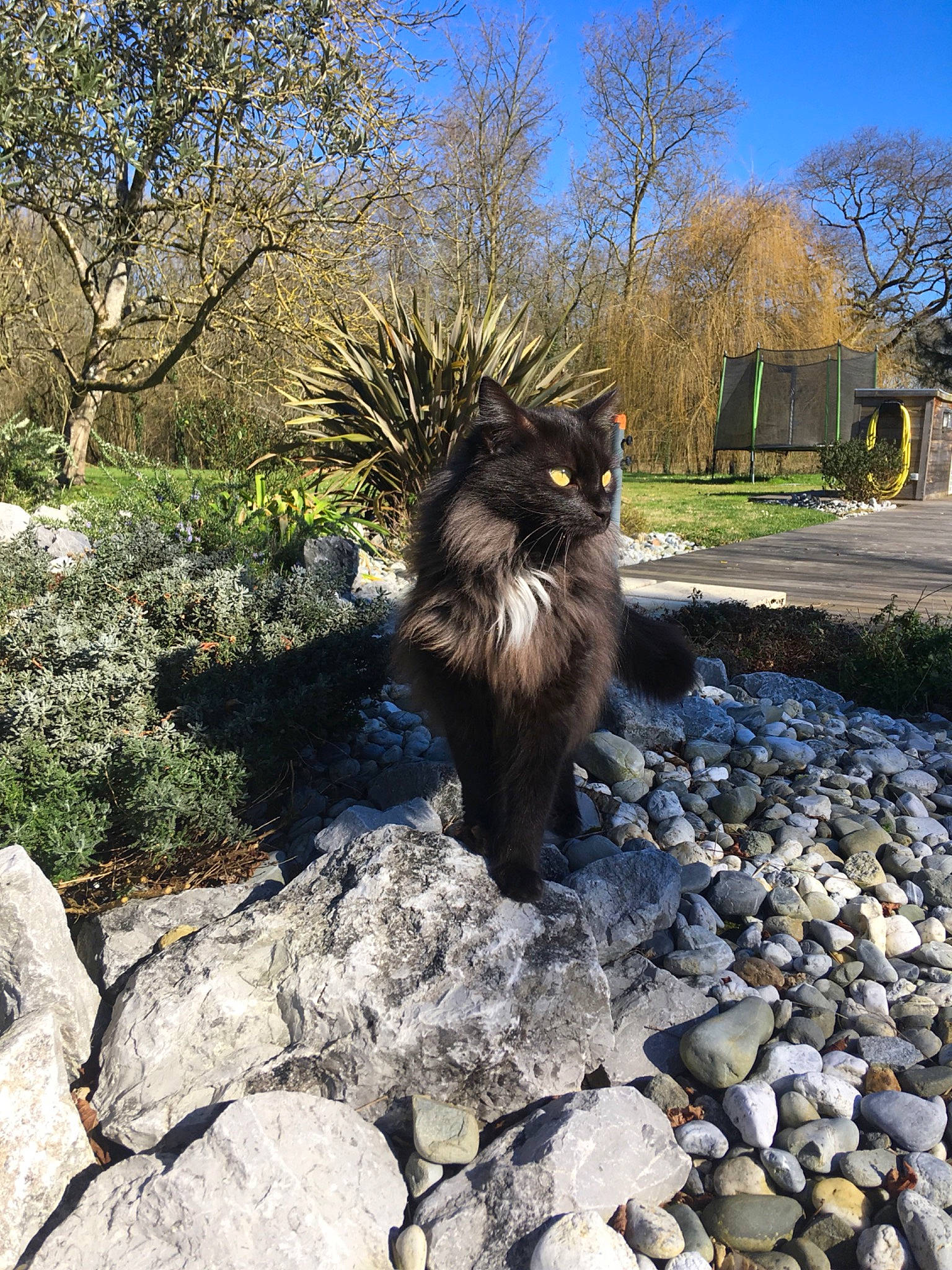 Harry participe au concours pour gagner de l'argent avec cette photo : asphalt, bedrock, canidae, carnivore, cat, fawn, felidae, fur, grass, landscape, plant, road_surface, rock, sky, small_to_medium_sized_cats, soil, tail, terrestrial_animal, tree, whiskers