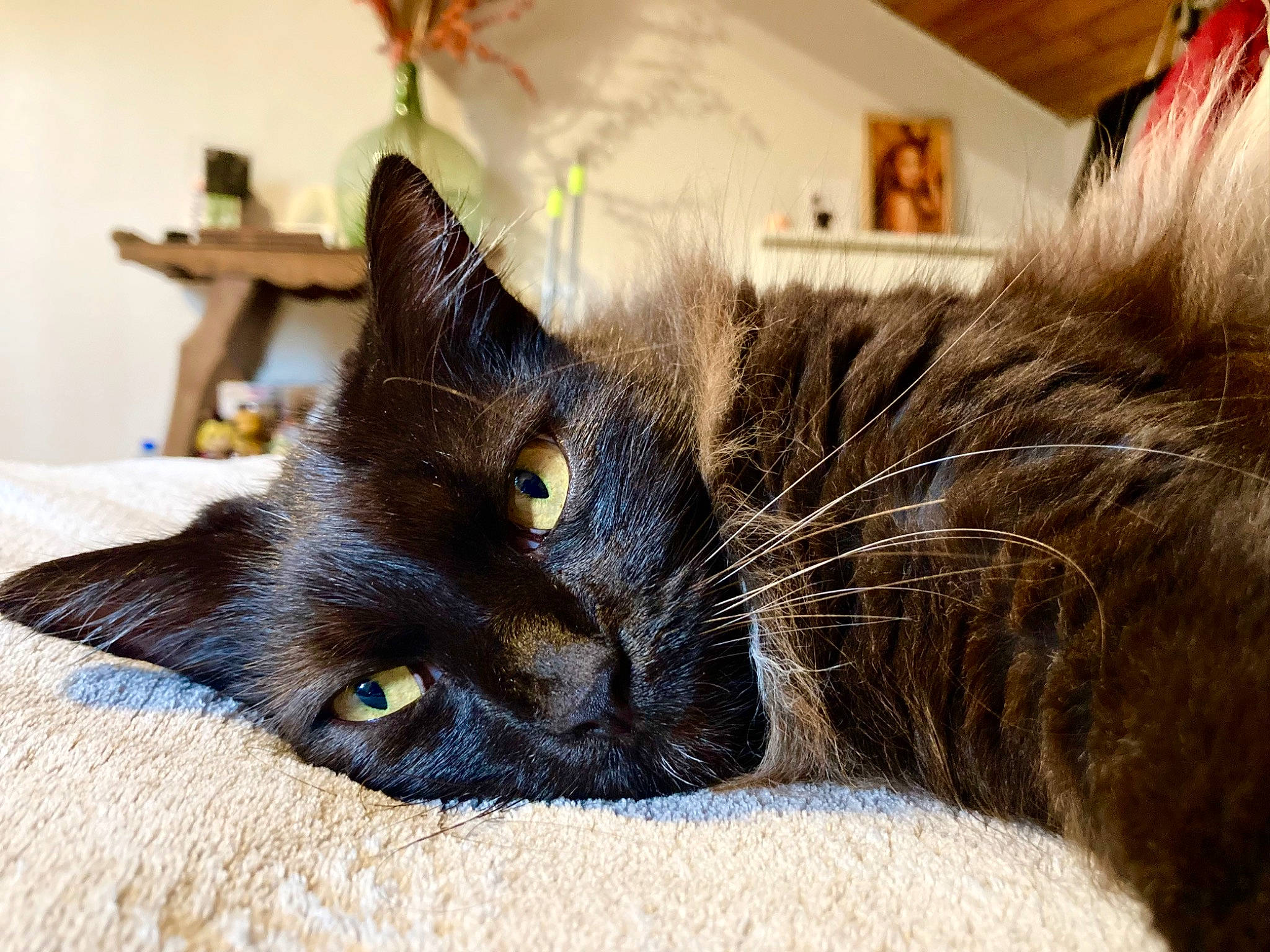 Harry a rejoint le concours — aidez-le/la à gagner de superbes lots ! black_cat, bombay, carnivore, cat, claw, comfort, domestic_short_haired_cat, ear, felidae, fur, handwriting, havana_brown, paw, small_to_medium_sized_cats, snout, tail, whiskers, window