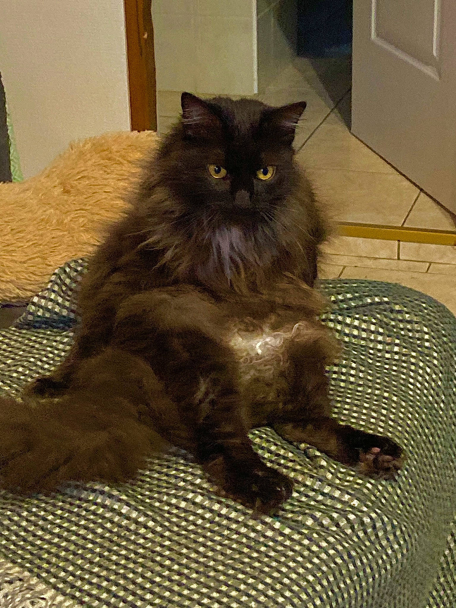 Harry a rejoint le concours — aidez-le/la à gagner de superbes lots ! black_cat, british_longhair, carnivore, cat, claw, domestic_short_haired_cat, fawn, felidae, floor, flooring, fur, grey, hardwood, paw, sitting, small_to_medium_sized_cats, snout, tail, terrestrial_animal, whiskers